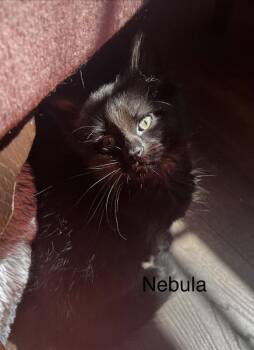 Nebula -  Domestic Long Hair Cat for Adoption in St. Peters, Missouri - Nebula | PetCurious