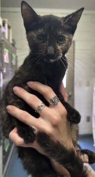 PISTACHIO -  Domestic Short Hair Cat for Adoption in Pensacola, Florida - PISTACHIO | PetCurious