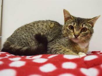 Domestic Short Hair Cats Available for Adoption in Sacramento, California - BRIENNA | PetCurious