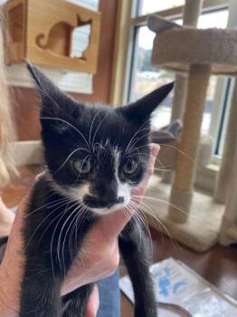 Zoro -  Domestic Short Hair Cat for Adoption in Salinas, California - Zoro | PetCurious