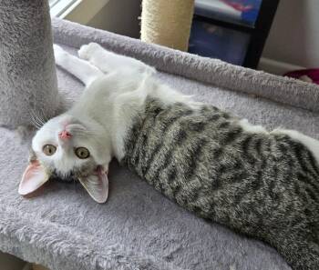 Wiggly -  Domestic Short Hair Cat for Adoption in Wheaton, Illinois - Wiggly | PetCurious