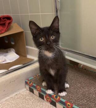 Night Hawk -  Domestic Medium Hair and Tuxedo Cat for Adoption in Vacaville, California - Night Hawk | PetCurious