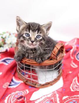 Joy VIII -  Domestic Short Hair Cat for Adoption in Muskegon, Michigan - Joy VIII | PetCurious