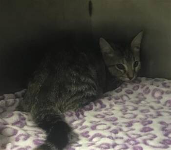 A432359 -  Domestic Short Hair Cat for Adoption in Conroe, Texas - A432359 | PetCurious