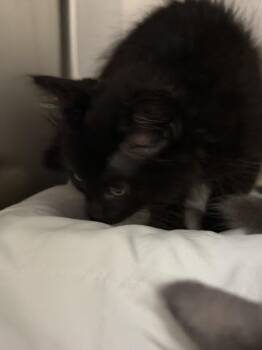 TOP GUN -  Domestic Short Hair Cat for Adoption in Las Vegas, Nevada - TOP GUN | PetCurious