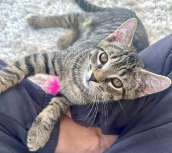 Zander -  Domestic Short Hair Cat for Adoption in Quakertown, Pennsylvania - Zander | PetCurious