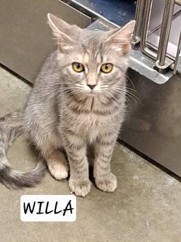 Willa (FCID# 07/06/2026 - 67 Brandywine PS) C -  Tabby Cat for Adoption in Greenville, Delaware - Willa (FCID# 07/06/2026 - 67 Brandywine PS) C | PetCurious