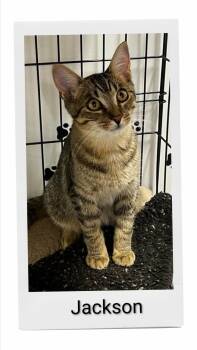 Jackson -  Domestic Short Hair Cat for Adoption in Caistor Centre, Ontario - Jackson | PetCurious