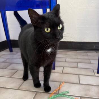 Max -  Domestic Short Hair Cat for Adoption in Tulsa, Oklahoma - Max | PetCurious