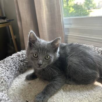Ruby -  Domestic Short Hair and Russian Blue Cat Available for Adoption in Columbus, Indiana - Ruby | PetCurious