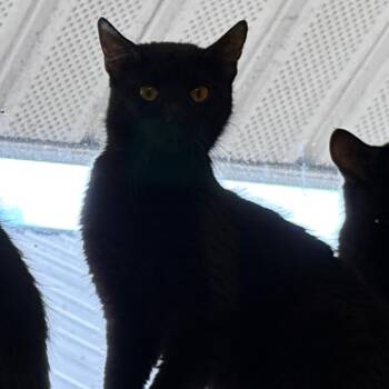 Lo Mein -  Domestic Short Hair Cat for Adoption in Parkersburg, West Virginia - Lo Mein | PetCurious