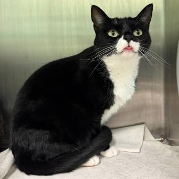 SNO-CAP -  Domestic Medium Hair Cat for Adoption in Barnstable, Massachusetts - SNO-CAP | PetCurious