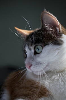 Rescue Domestic Medium Hair and Calico Cats for Adoption in Evergreen, Colorado - Mary Jane | PetCurious