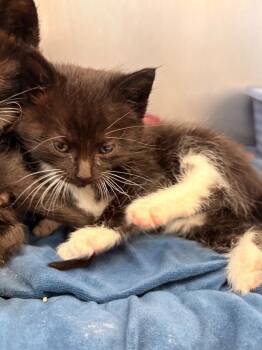Oreo -  Domestic Short Hair Cat for Adoption in Rensselaer, Indiana - Oreo | PetCurious