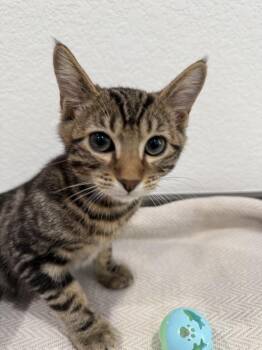 Simon -  Domestic Short Hair Cat for Adoption in Las Vegas, Nevada - Simon | PetCurious