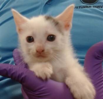 Domestic Short Hair Cats Available for Adoption in Doral, Florida - PRUE | PetCurious