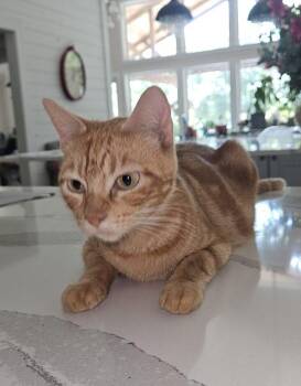 Domestic Short Hair Cats Available for Adoption in Alexandria, Louisiana - Ophelia | PetCurious