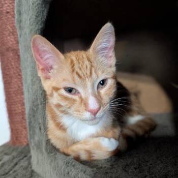 Domestic Short Hair Cats Available for Adoption in Reisterstown, Maryland - Pete | PetCurious