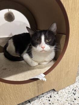 Custard 2 -  Domestic Short Hair Cat for Adoption in Fort Lupton, Colorado - Custard 2 | PetCurious