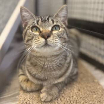 Rescue Domestic Short Hair Cats for Adoption in Ridgely, Maryland - Dame Maggie | PetCurious