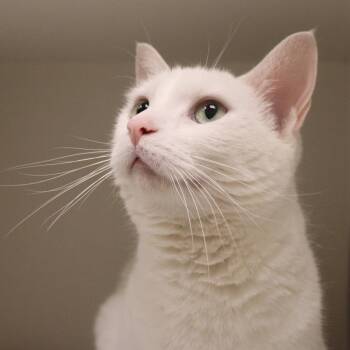 Marie -  Domestic Short Hair Cat for Adoption in Champaign, Illinois - Marie | PetCurious