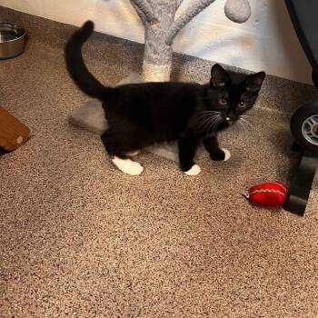 Rescue Domestic Short Hair Cats for Adoption in Sarasota, Florida - Tebby | PetCurious