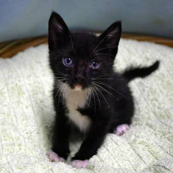 Stone -  Domestic Short Hair Cat for Adoption in Beaumont, Texas - Stone | PetCurious