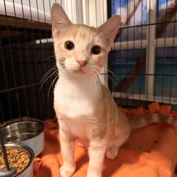 Patrick -  Domestic Short Hair Cat for Adoption in Fort Worth, Texas - Patrick | PetCurious