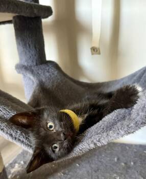 Shawnee -  Domestic Short Hair Cat for Adoption in Wilmington, North Carolina - Shawnee | PetCurious
