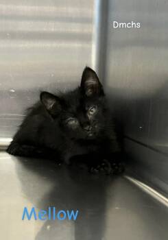 Domestic Short Hair Cats Available for Adoption - Mellow | PetCurious