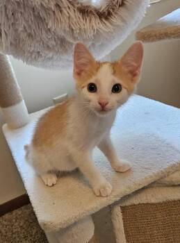 Mr Puddlepuff -  Domestic Short Hair Cat for Adoption in Menasha, Wisconsin - Mr Puddlepuff | PetCurious