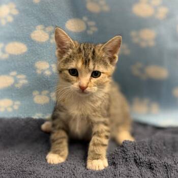 Meenie -  Domestic Short Hair Cat for Adoption in Bullhead City, Arizona - Meenie | PetCurious