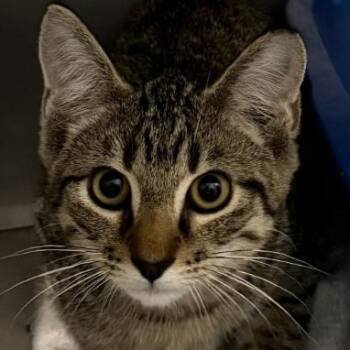 Joker -  Domestic Short Hair Cat for Adoption in Marshall, North Carolina - Joker | PetCurious