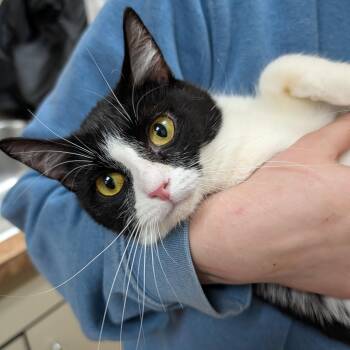 Domestic Short Hair Cats Available for Adoption - Flower | PetCurious