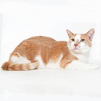 Otis -  Domestic Short Hair Cat for Adoption in Springfield, Illinois - Otis | PetCurious