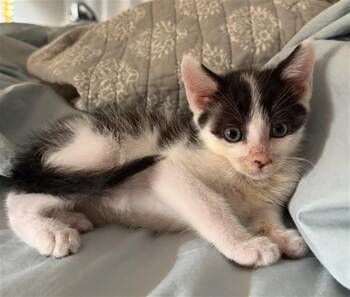 Domestic Short Hair Cats Available for Adoption in Las Vegas, Nevada - SWIPER | PetCurious