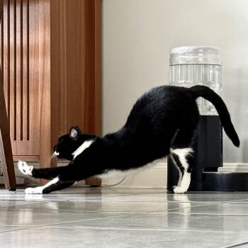 Purrkinson -  Domestic Short Hair Cat for Adoption in Liverpool, Texas - Purrkinson | PetCurious