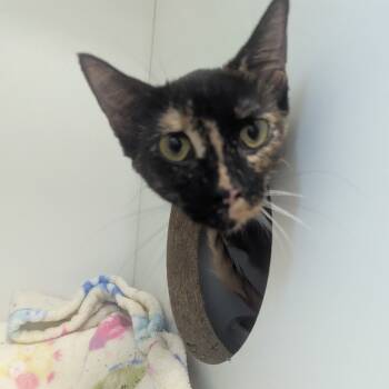 Rescue Domestic Short Hair Cats for Adoption in Jasper, Indiana - Tinkerbell | PetCurious