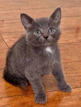Shannon3 -  Domestic Short Hair Cat for Adoption in Leonardtown, Maryland - Shannon3 | PetCurious