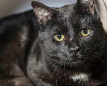 Nuggets -  Domestic Short Hair Cat for Adoption in Oradell, New Jersey - Nuggets | PetCurious