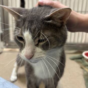 Ashes -  Domestic Short Hair Cat for Adoption in South Burlington, Vermont - Ashes | PetCurious
