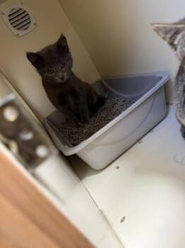 Maeve -  Domestic Short Hair Cat for Adoption in Pequot Lakes, Minnesota - Maeve | PetCurious
