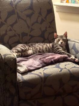 Stanley -  Domestic Short Hair Cat for Adoption in North Babylon, New York - Stanley | PetCurious