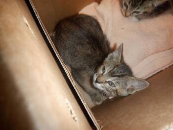 SALLY -  Domestic Short Hair Cat for Adoption in San Jose, California - SALLY | PetCurious