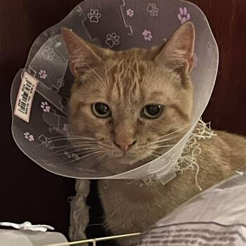 Wowzer -  Domestic Short Hair Cat Available for Adoption in Abbotsford, British Columbia - Wowzer | PetCurious