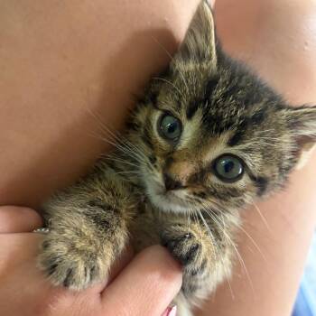Marvin C11849 -  Domestic Short Hair Cat for Adoption - Marvin C11849 | PetCurious