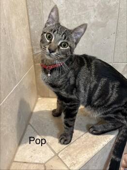 Bengal Cats Available for Adoption - Pop | PetCurious