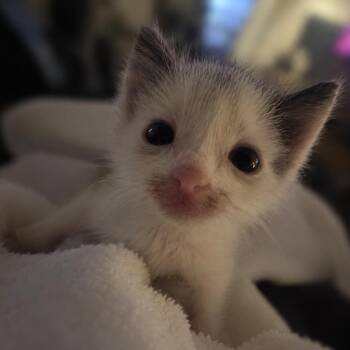 Sushi -  Domestic Short Hair Cat for Adoption in Fresno, California - Sushi | PetCurious