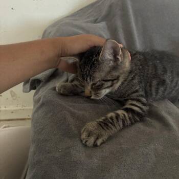 Taco -  Domestic Short Hair Cat for Adoption in Redwood City, California - Taco | PetCurious