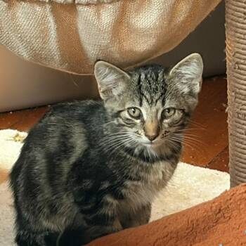 Mary Ann -  Domestic Short Hair Cat for Adoption in Aldie, Virginia - Mary Ann | PetCurious